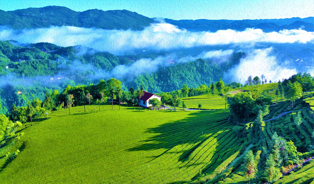 宜红功夫茶