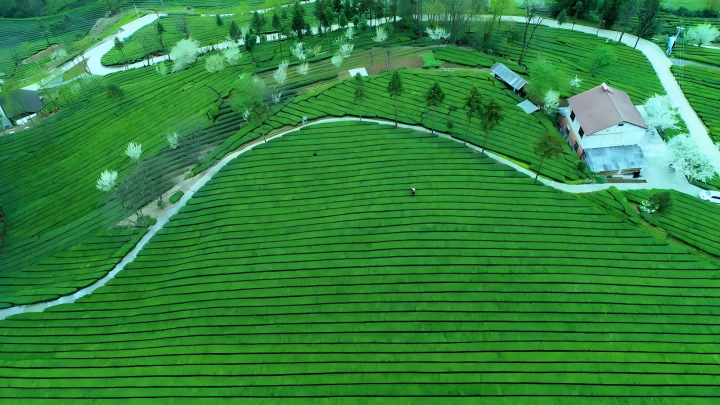 720   茶园(1).png