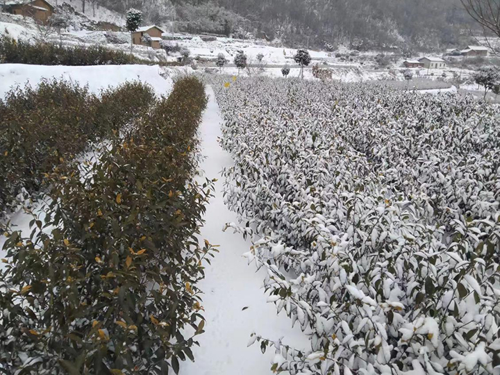 720  1--    远安雪地里的抖雪作为.jpg