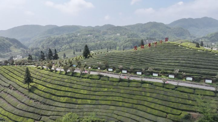 720 2 图: 宜红功夫茶茶园.png 720 2 图: 宜红功夫茶茶园.png