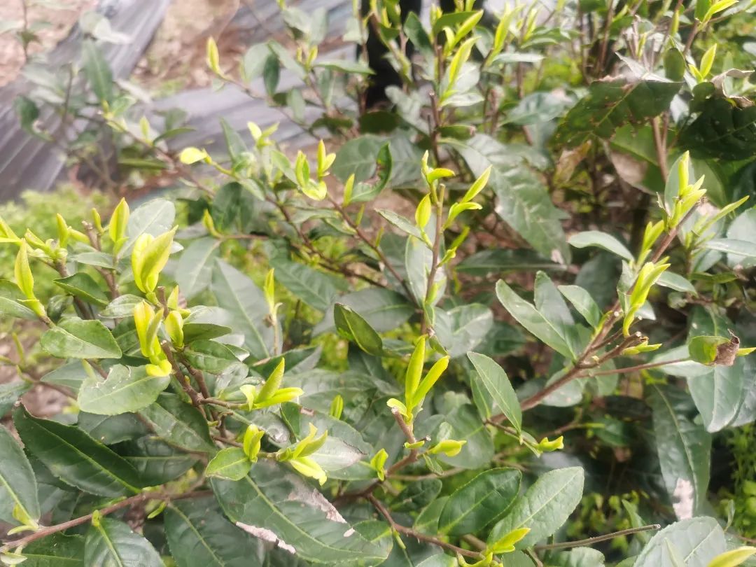 素材-- 茶叶.jpg 素材-- 茶叶.jpg