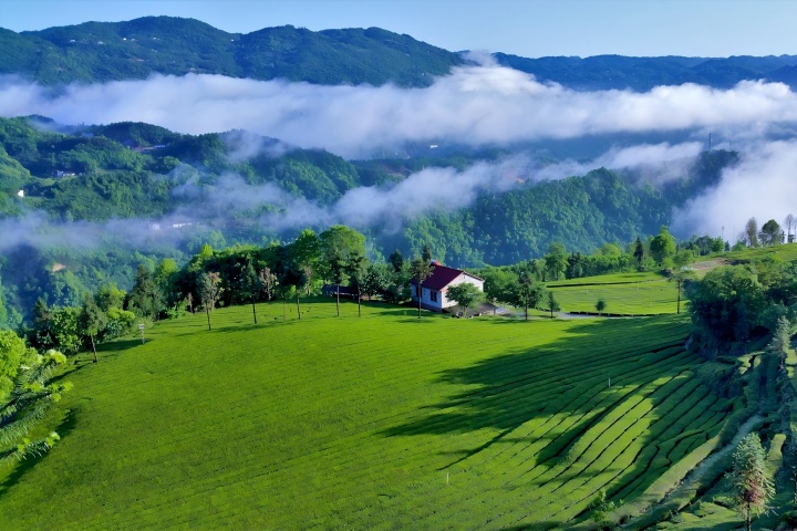 720 青岗岭茶园.jpg 720 青岗岭茶园.jpg