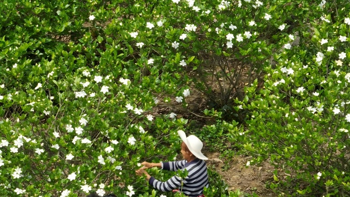 720 长阳栀子花(1).jpg 720 长阳栀子花(1).jpg