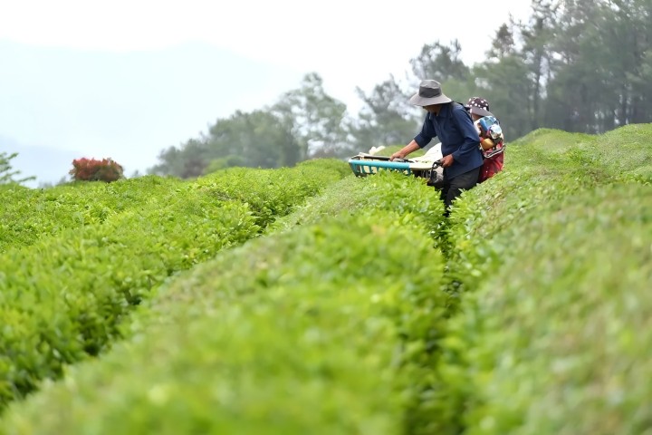 720   机械采摘   网络素材(1).jpg