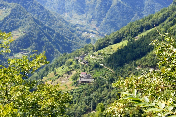 720 古茶园.jpg 720 古茶园.jpg