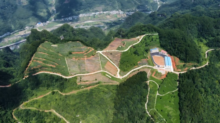 720 清溪沟茶园全景.jpg 720 清溪沟茶园全景.jpg