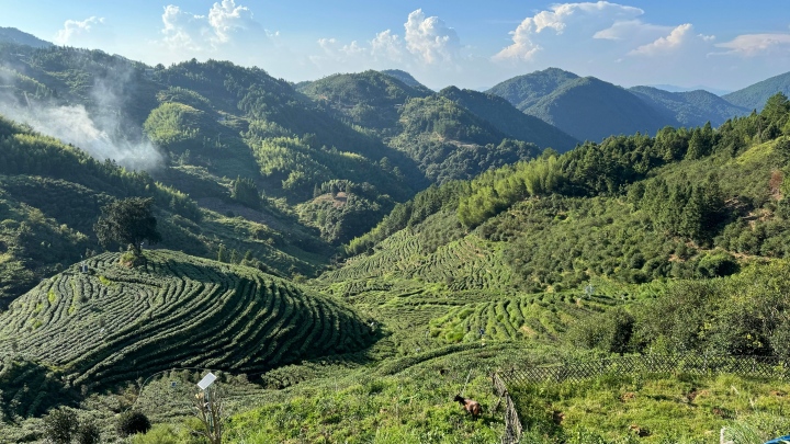“十五五”时期，茶园机械化若何大显技巧？